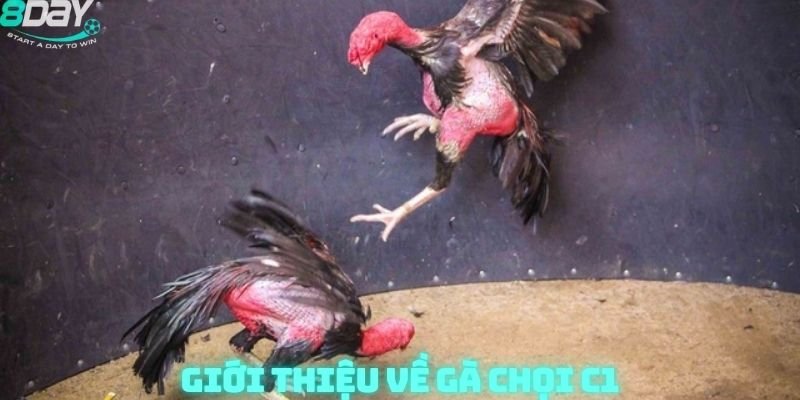 gà chọi c1 8day