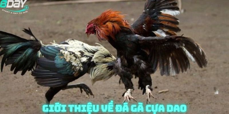 Giới thiệu về đá gà cựa dao