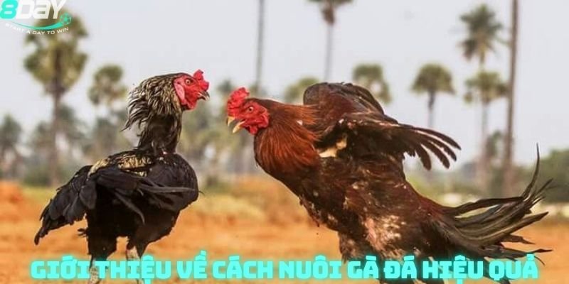 Đá gà 8day
