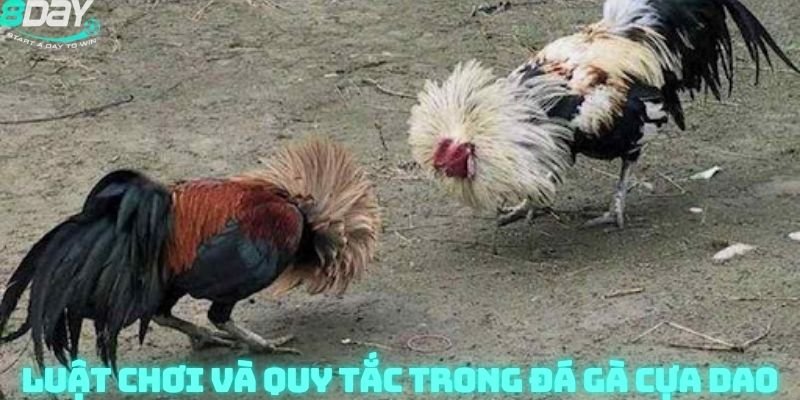 Luật chơi và quy tắc trong đá gà cựa dao