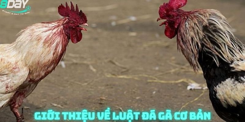 Đá gà 8day