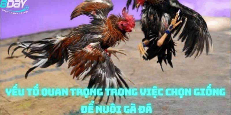 8day đá gà