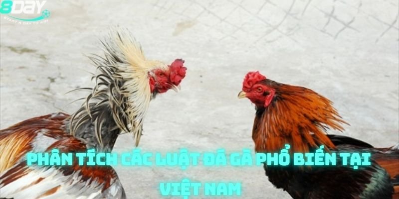 8day đá gà