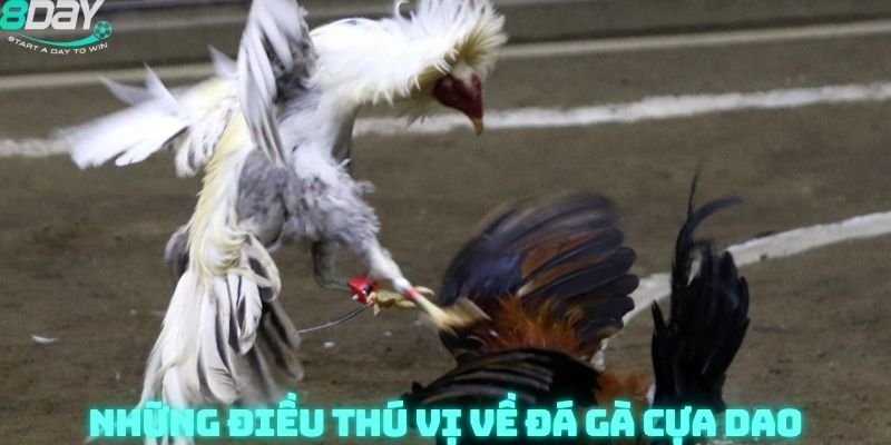 Những điều thú vị về đá gà cựa dao