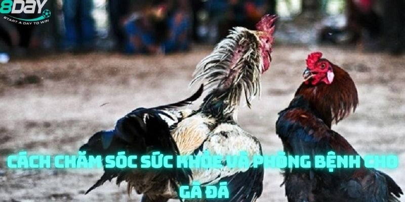 đá gà 8day